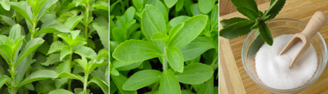 Stevia - Propiedades y Beneficios