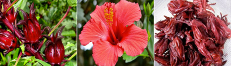 Flor de Jamaica - Propiedades y Beneficios