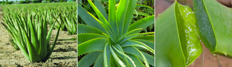 Planta y Partes Aloe Vera